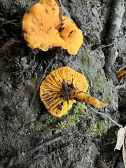 Cantharellus minor