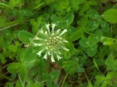Trifolium montanum