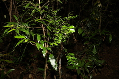 Citrus australasica