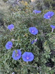 Ipomoea pubescens
