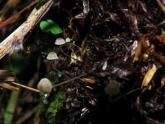 Mycena pterigena