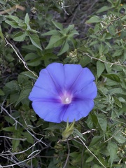 Ipomoea pubescens