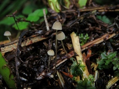 Mycena pterigena