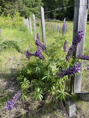 Lupinus polyphyllus