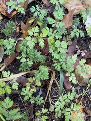 Chaerophyllum temulum