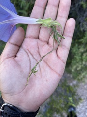 Ipomoea pubescens