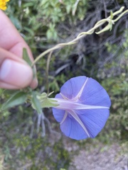 Ipomoea pubescens