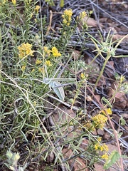 Arethaea semialata