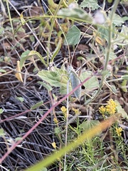 Arethaea semialata