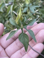 Ipomoea pubescens