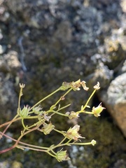 Saxifraga