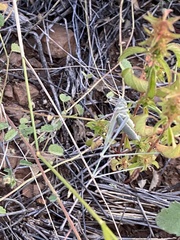 Arethaea semialata