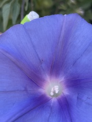 Ipomoea pubescens