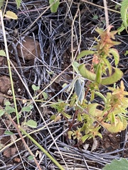 Arethaea semialata
