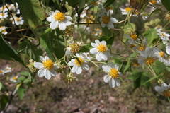 Montanoa