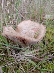 Pseudoclitocybe cyathiformis
