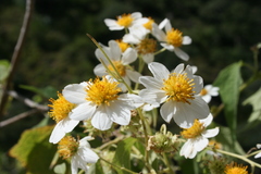 Montanoa
