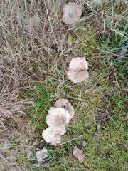 Pseudoclitocybe cyathiformis