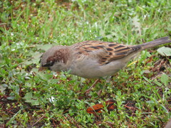 Passer domesticus