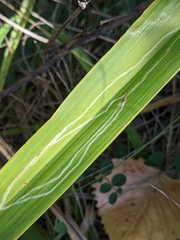Ophiomyia kwansonis