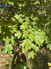 Acer floridanum