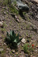 Agave maximiliana