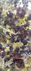Maireana pyramidata