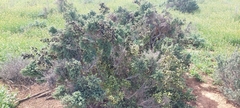 Maireana pyramidata