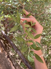 Forestiera pubescens