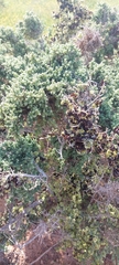 Maireana pyramidata
