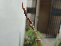 Phonognatha graeffei