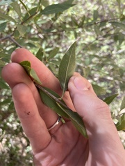 Forestiera pubescens