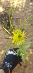 Brassica napus