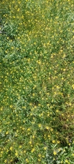 Brassica napus