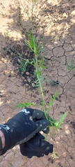 Brassica napus
