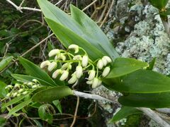 Dendrobium gracilicaule howeanum