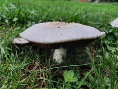 Agaricus campestris
