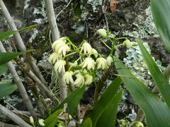 Dendrobium gracilicaule howeanum