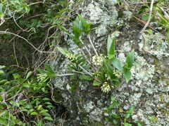 Dendrobium gracilicaule howeanum