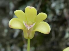 Dendrobium gracilicaule howeanum