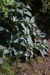 Datura