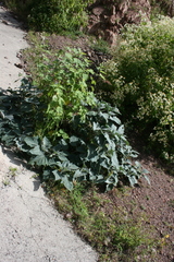 Datura