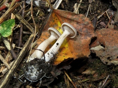 Pseudobaeospora