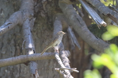 Catharus ustulatus