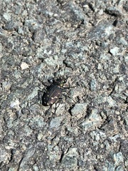 Cicindela depressula
