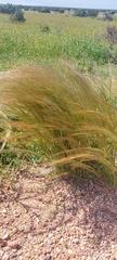 Austrostipa nitida