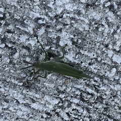 Atractomorpha sinensis