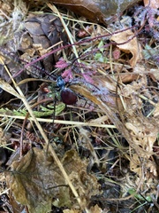 Scaphinotus angusticollis