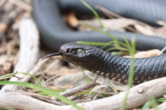 Pseudechis porphyriacus