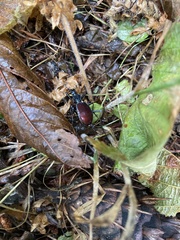 Scaphinotus angusticollis